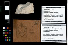 Foto (Objekt + Etikett) von Cracensigillatus acutirostris (Moericke, 1889)  (NHMW-GEO-1990-0041-4819)